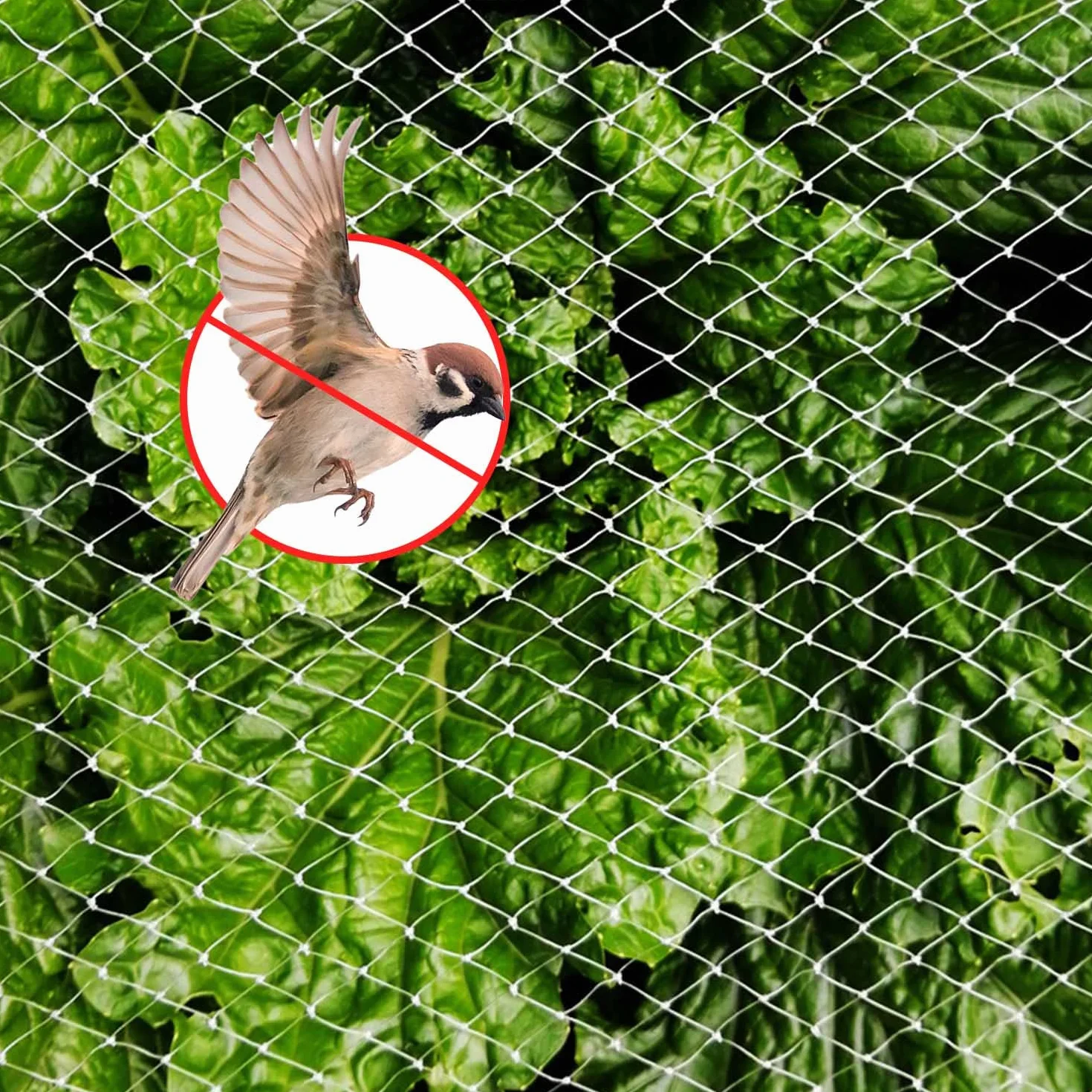 Siatka Chroniąca Przed Ptakami 3 x 10 m, Na Woliery, Gołębie, Staw, Dla Drobiu, Kwadratowa Wielkość Oczek 2,5 cm, Do Ogrodów i Sadów Owocowych