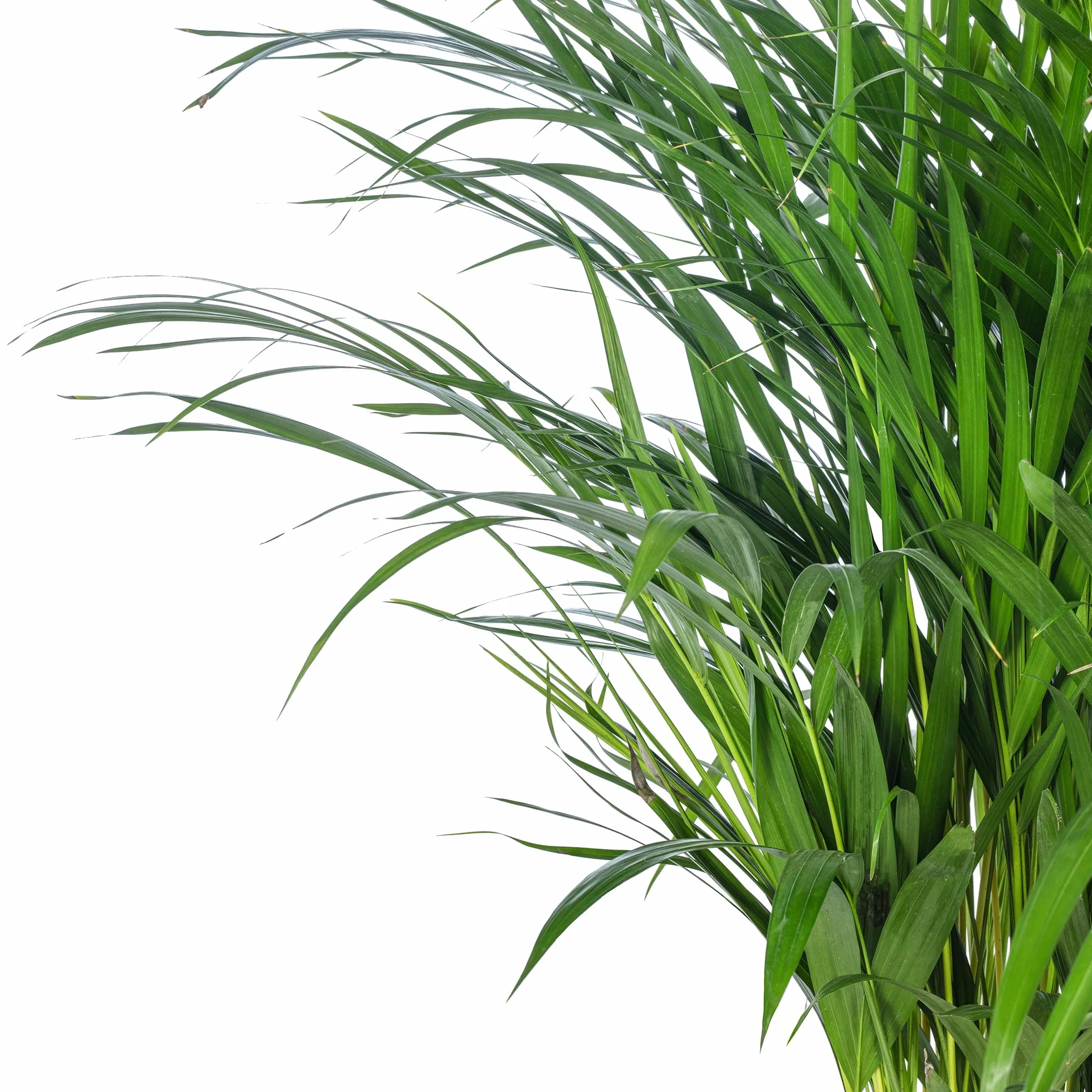 Palma Areka – łatwa w pielęgnacji roślina pokojowa, Areca Dypsis Lutescens, wysokość ok. 100 cm, średnica doniczki: 21 cm