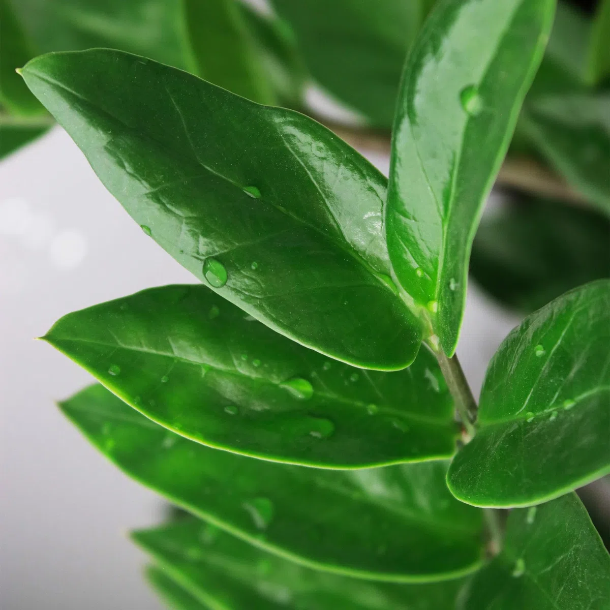Zamioculcas – 65-75 cm – 17 cm, z koszem, łatwa w pielęgnacji roślina ZZ, wytrzymała roślina zielona do salonu, biura i sypialni, błyszczące liście i luksusowy wygląd