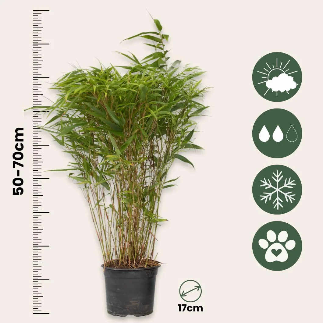 Plant in a Box - Fargesia nitida 'Gansu'- Fargezja lśniąca - Zestaw 2 sztuk - Ciemnofioletowy bambus - Mrozoodporny - Zimozielony - Doniczka 17cm - Wysokość 50-70cm
