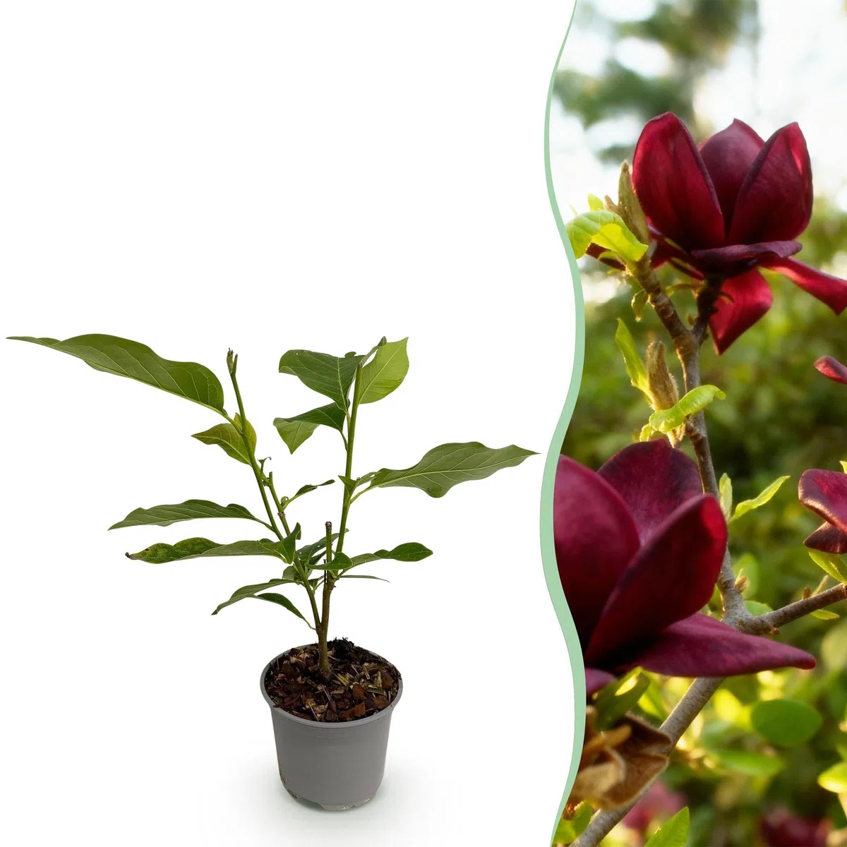 Magnolia Genie – 3 rośliny – 12 cm – wysokość ok. 30 cm – rzucająca liście magnolia z dużymi, fioletowymi kwiatami wiosennymi na grządki, balkon i taras – łatwa w pielęgnacji i dekoracyjna