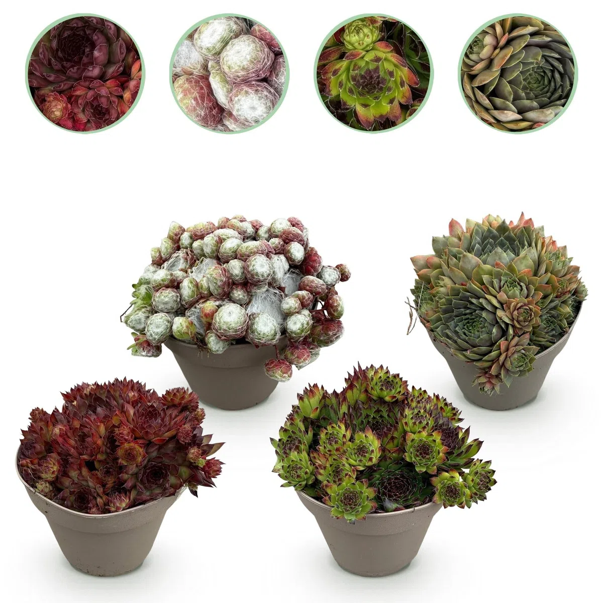 Roślina okrywowa Sempervivum Big Sam – 4 rośliny – mrozoodporna – różne kolory – łatwy w pielęgnacji korzeń domowy do grządek, ogrodów skalnych, balkonów i tarasów – Ø 14 cm, wys. 17 cm