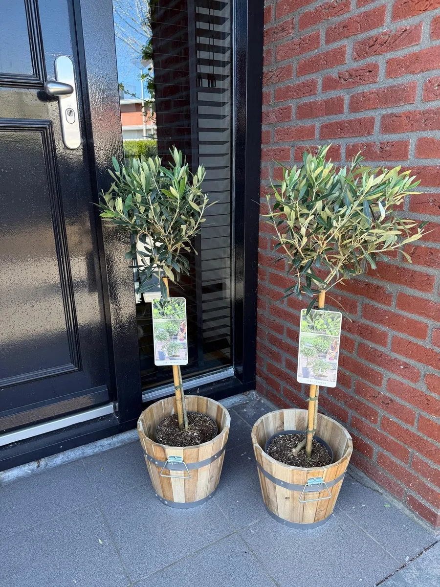 Olea Europaea Drzewo oliwne na pniu, wiecznie zielona roślina tarasowa, łatwa w pielęgnacji, Ø 19 cm, wysokość ok. 90 cm, śródziemnomorski styl, na balkon i do ogrodu