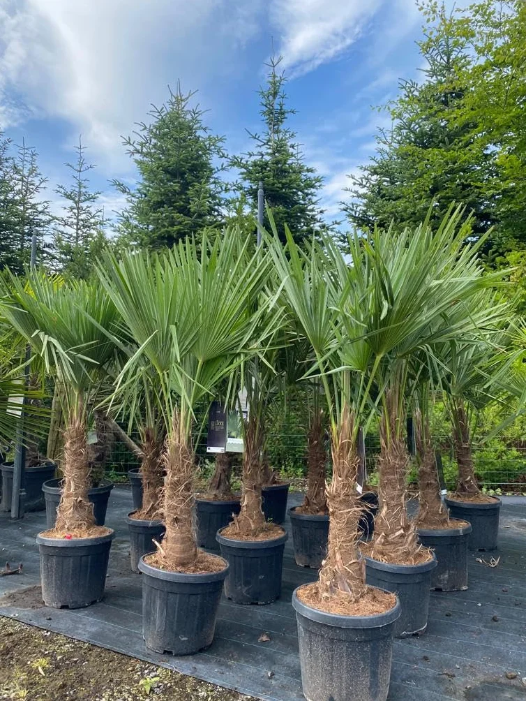 Trachycarpus Fortunei palma konopna do ogrodu zewnętrzna mrozoodporna roślina 140-160 cm wysokości
