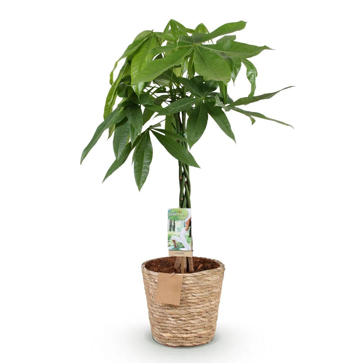 Pachira Aquatica z plecionym pniem – 80-90 cm – 21 cm – w zestawie kosz – łatwe w pielęgnacji drzewko na pieniądze – oczyszczająca powietrze roślina zielona