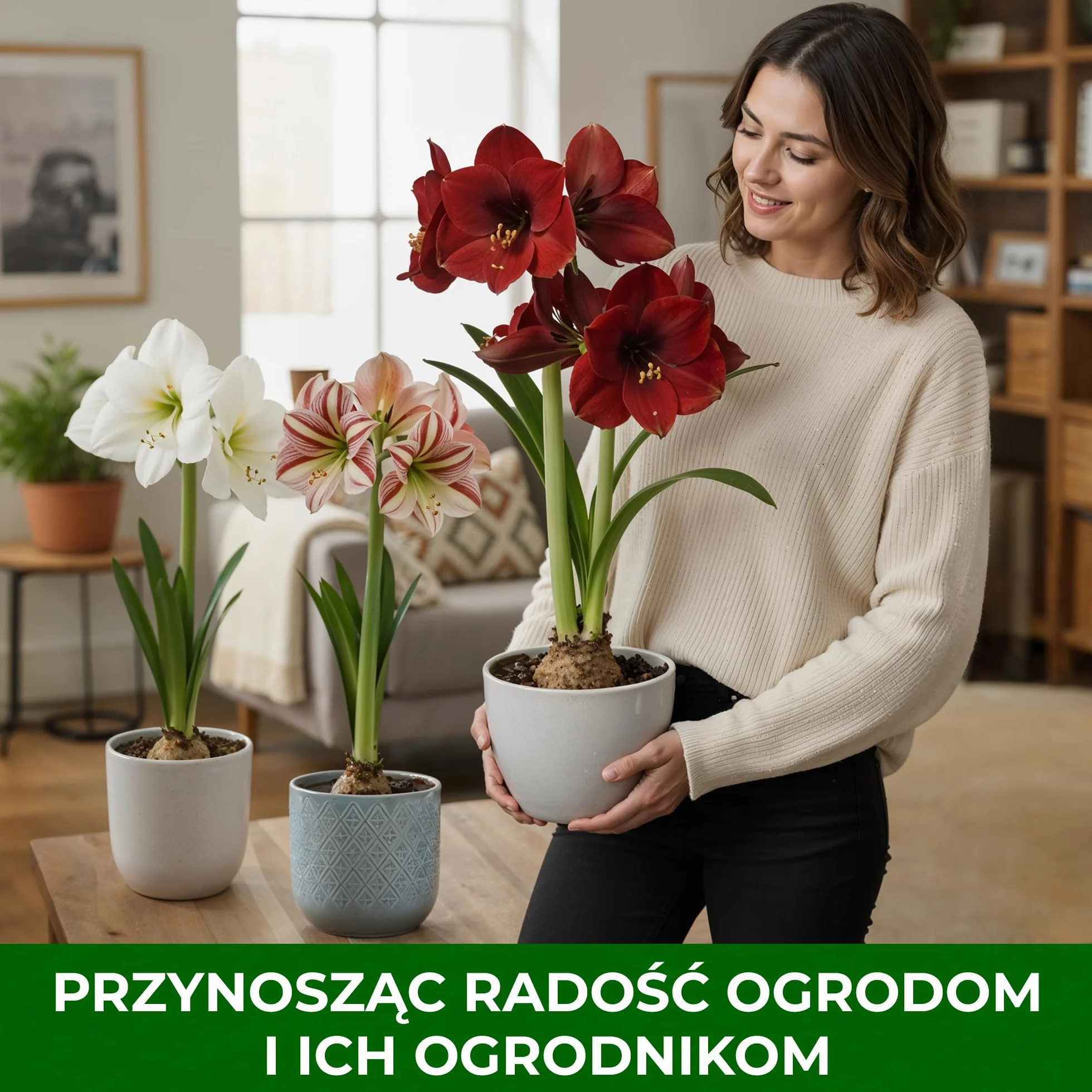 Amaryllis Papilio, 1 cebula w dużym formacie 20/22, ekskluzywne cebule kwiatowe, rośliny i kwiaty z Holandii, prawdziwe hippeastrum (bez nasion, nie w wosku i nie sztuczne)
