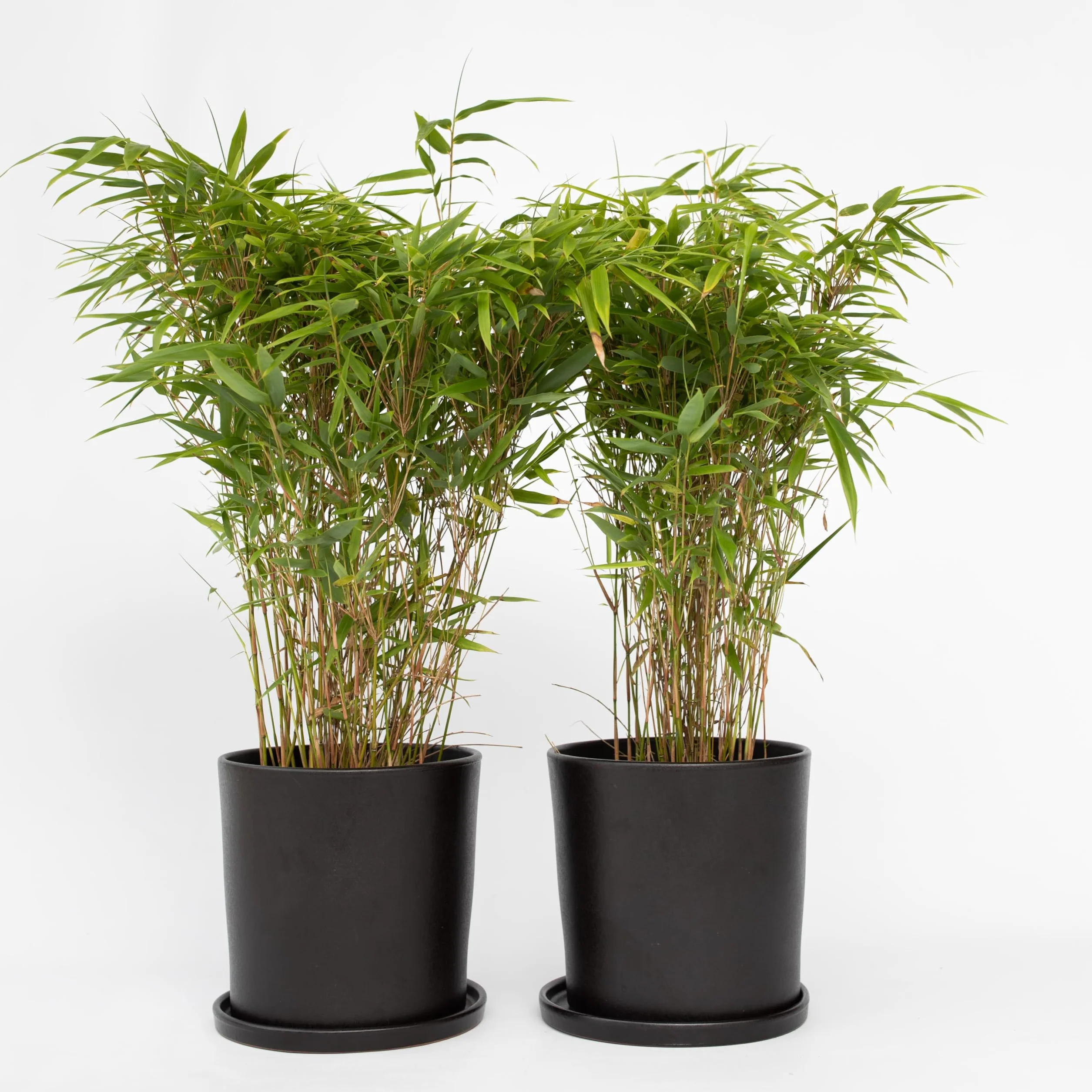 Plant in a Box - Fargesia nitida 'Gansu'- Fargezja lśniąca - Zestaw 2 sztuk - Ciemnofioletowy bambus - Mrozoodporny - Zimozielony - Doniczka 17cm - Wysokość 50-70cm
