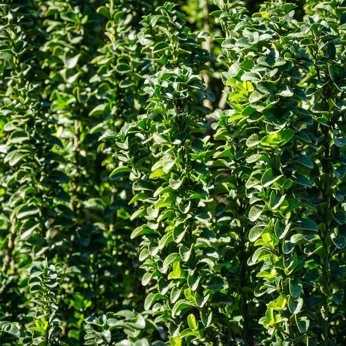 Japoński krzew wrzeciona Euonymus japonicus Green Spire – roślina żywopłotowa – zielony liść, 6 roślin, 1 m, zimozielony, 17 cm, wysokość 40 cm, łatwa w pielęgnacji i odporna na słońce