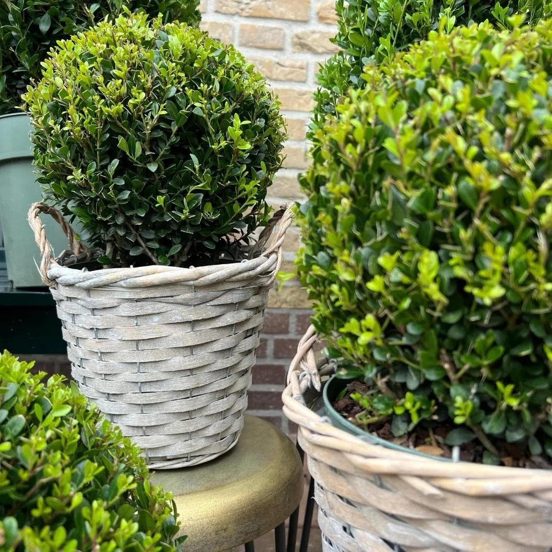 Plants by Frank prawdziwa roślina holistyczna w kształcie kulistej | 2 x Ilex crenata "Jenny" żarówka w koszu wiklinowym, zestaw 2 sztuk, średnica 20 cm, zamiennik bukszpanu, Ilex | rośliny ogrodowe |