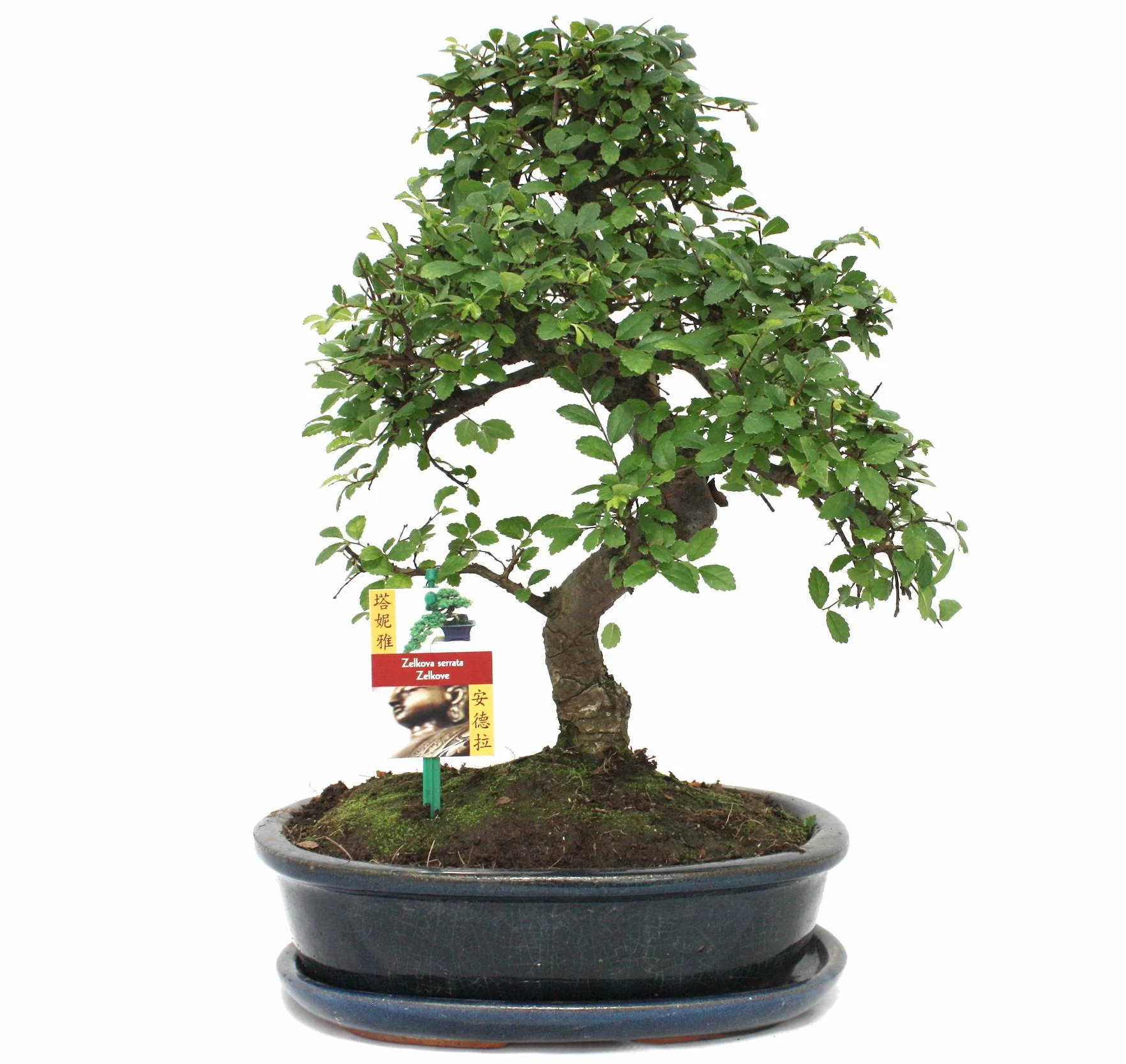 Exotenherz – bonsai chiński wiąz – ulmus parviflora, ok. 10 lat.