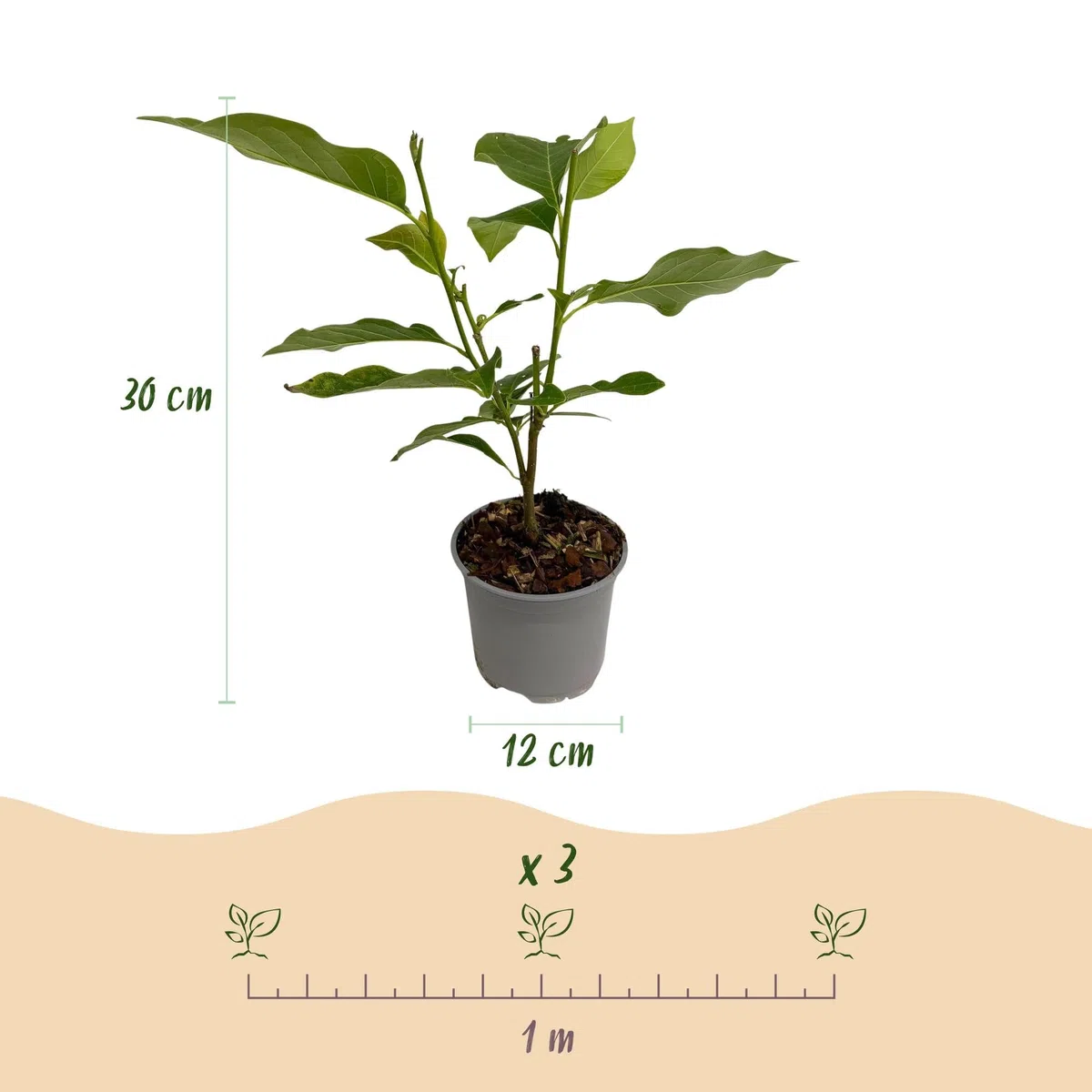 Magnolia Genie – 3 rośliny – 12 cm – wysokość ok. 30 cm – rzucająca liście magnolia z dużymi, fioletowymi kwiatami wiosennymi na grządki, balkon i taras – łatwa w pielęgnacji i dekoracyjna