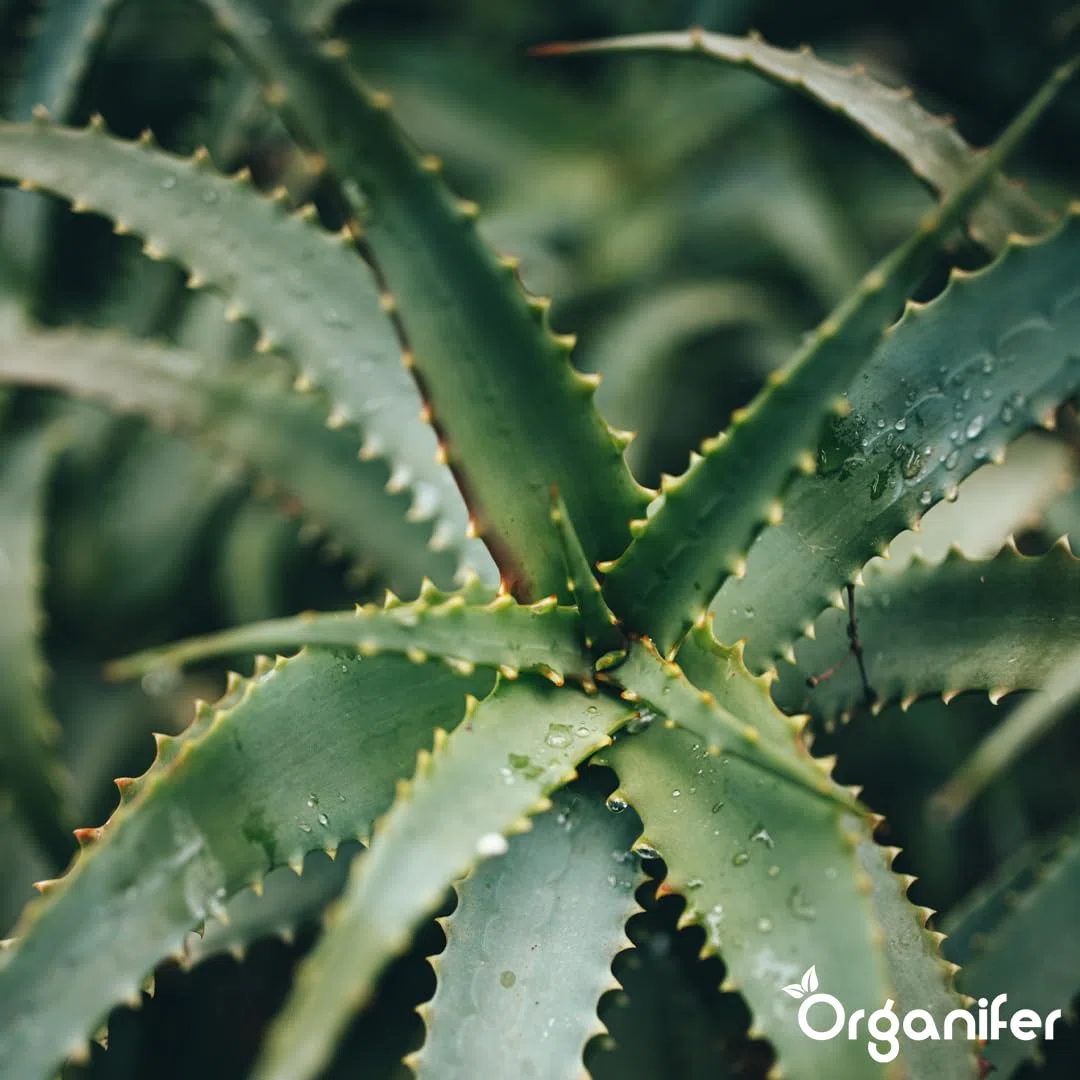 Aloe Vera Płynny Nawóz - 4x1L - NPK 2-1-8 | Nawóz Płynny Dla Silnych Liści I Zdrowych Sukulentów - Wspomaga Rozwój Korzeni I Witalność - Organifer