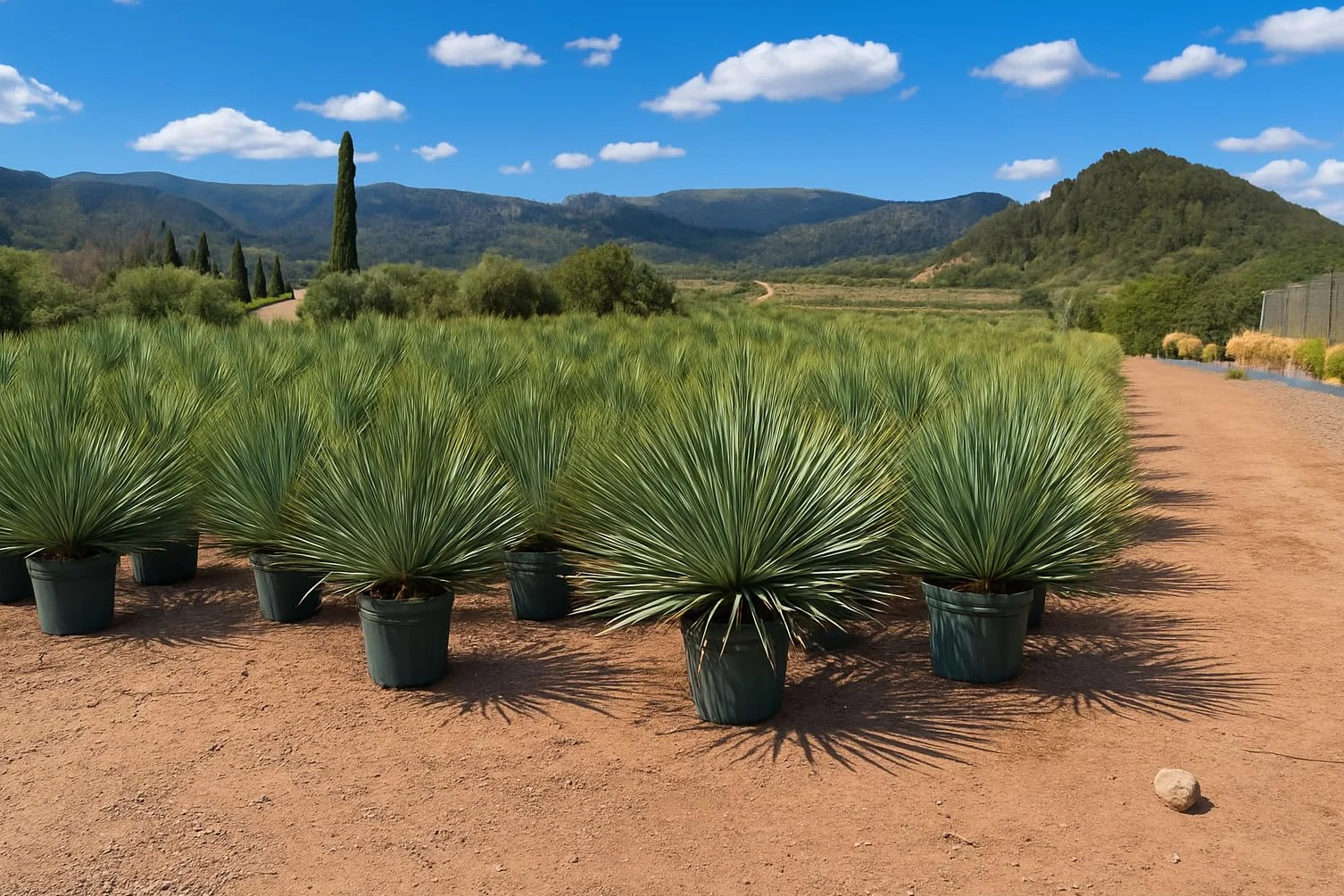 Yucca Rostrata Blue Palmlellie 100 cm Roślina odporna na temperaturę do -20°C