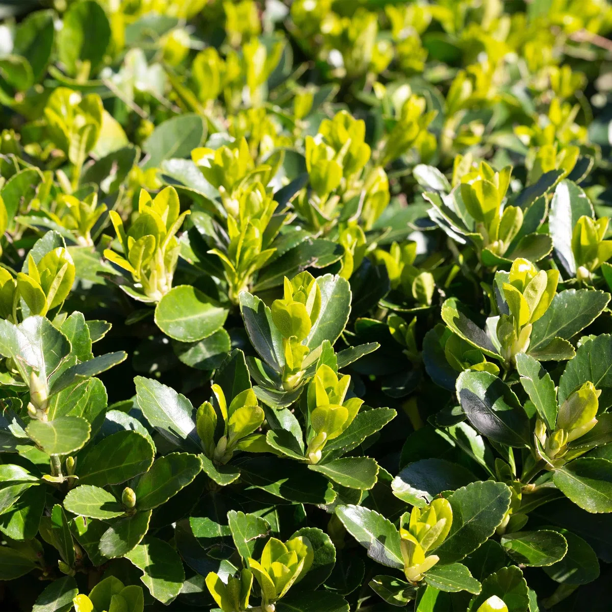 Japoński krzew wrzeciona Euonymus japonicus Green Spire – roślina żywopłotowa – zielony liść, 6 roślin, 1 m, zimozielony, 17 cm, wysokość 40 cm, łatwa w pielęgnacji i odporna na słońce