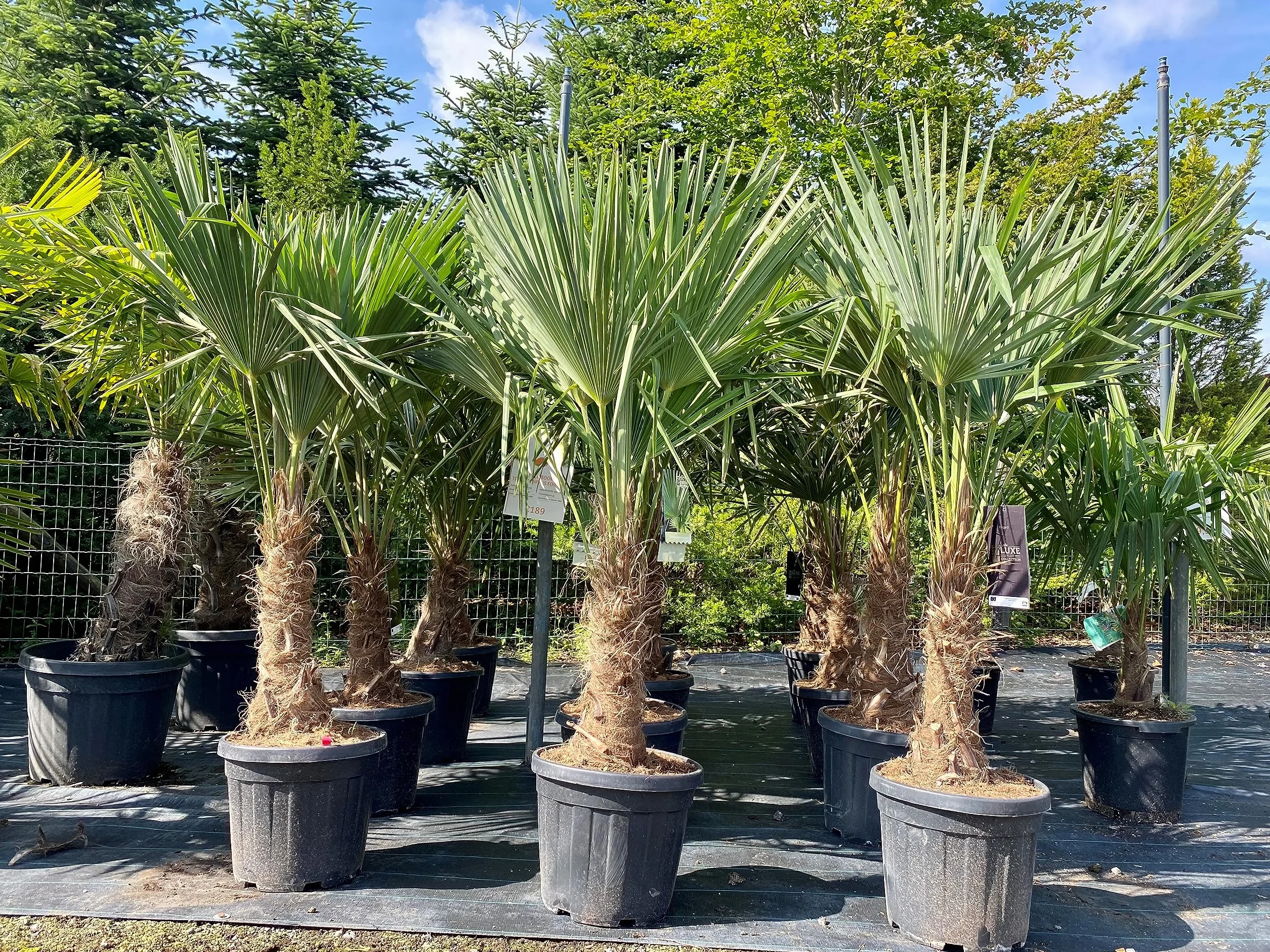 Trachycarpus Fortunei palma konopna do ogrodu zewnętrzna mrozoodporna roślina 140-160 cm wysokości