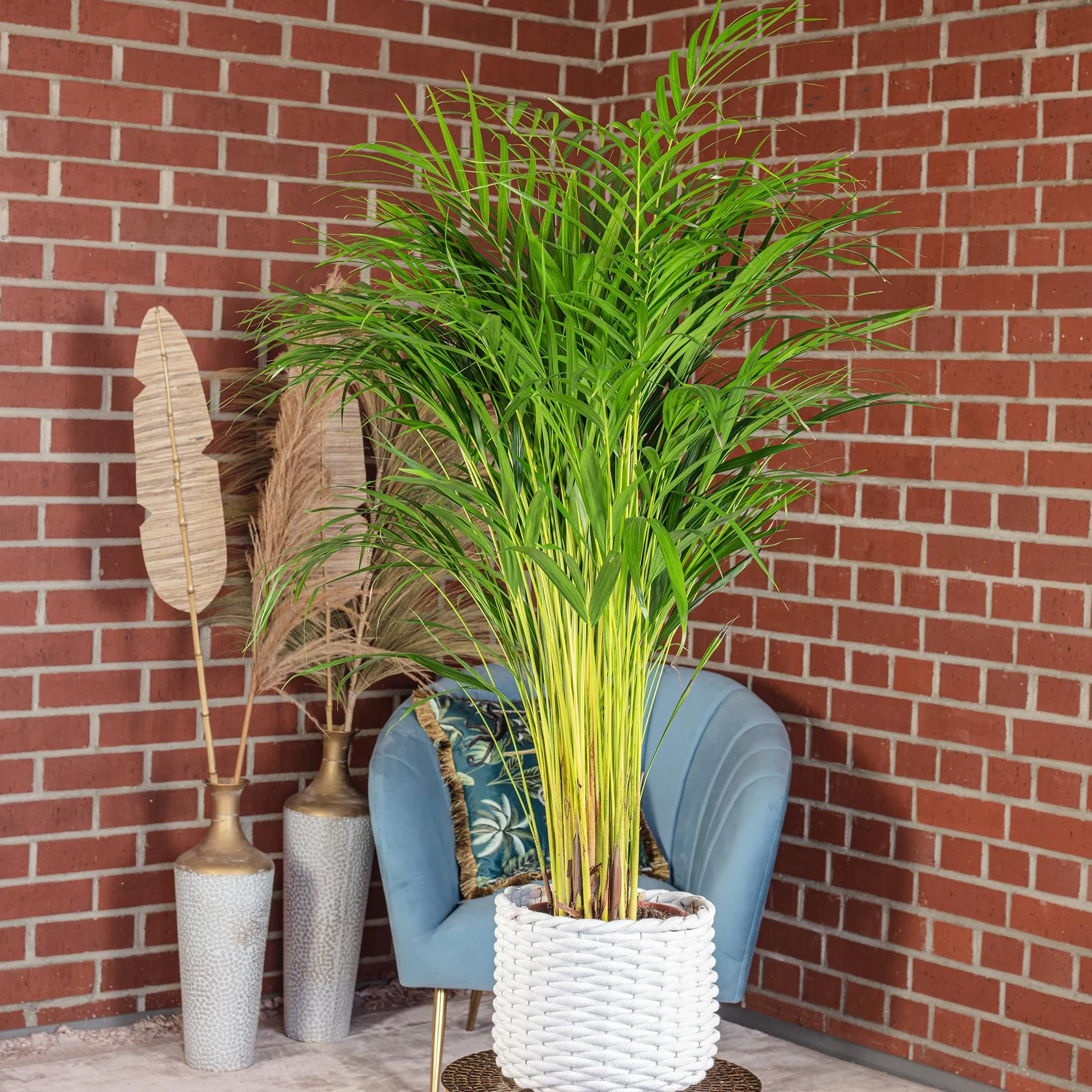 Palma Areka – łatwa w pielęgnacji roślina pokojowa, Areca Dypsis Lutescens, wysokość ok. 100 cm, średnica doniczki: 21 cm