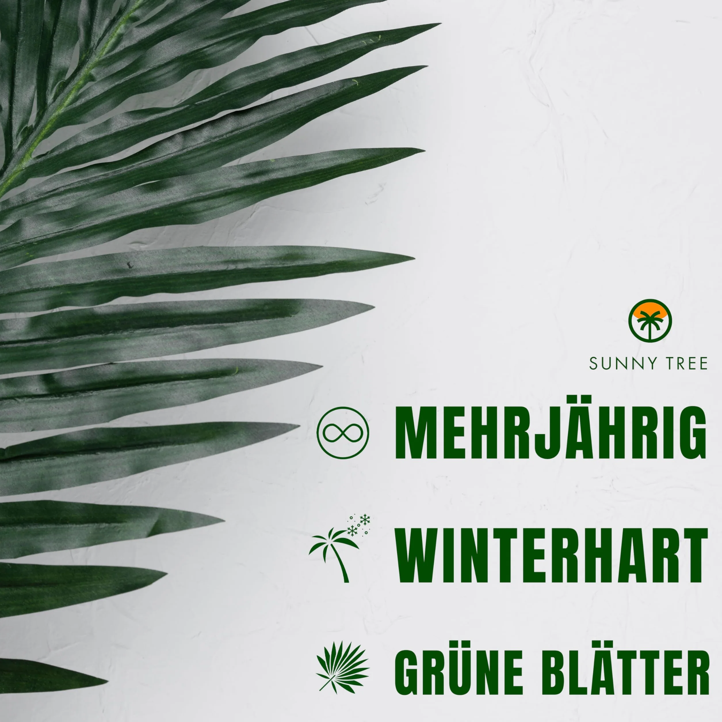 Chamaerops Humilis - Europejska Palma Karłowata 80 cm - Mrozoodporna Roślina Doniczkowa z Regionu Śródziemnomorskiego