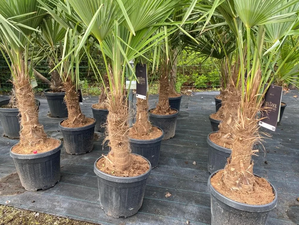 Trachycarpus Fortunei palma konopna do ogrodu zewnętrzna mrozoodporna roślina 140-160 cm wysokości