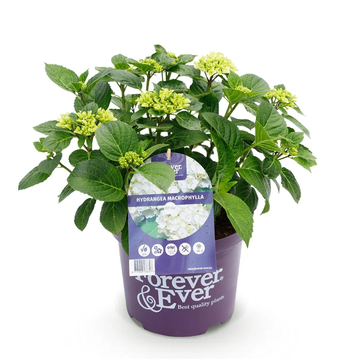 Hortensja Hydrangea macrophylla Forever & Ever biała, roślina balkonowa, 7-12 kwiatów, doniczka 23 cm, wysokość 55 cm, łatwa w pielęgnacji, na grządki, taras i balkon