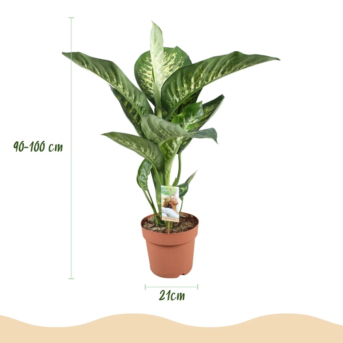 Dieffenbachia Tropic Snow roślina pokojowa z białą doniczką, Ø 21 cm, wysokość 90-100 cm, łatwa w pielęgnacji, duża zielona roślina z biało-zielonymi liśćmi, do salonu, biura, sypialni