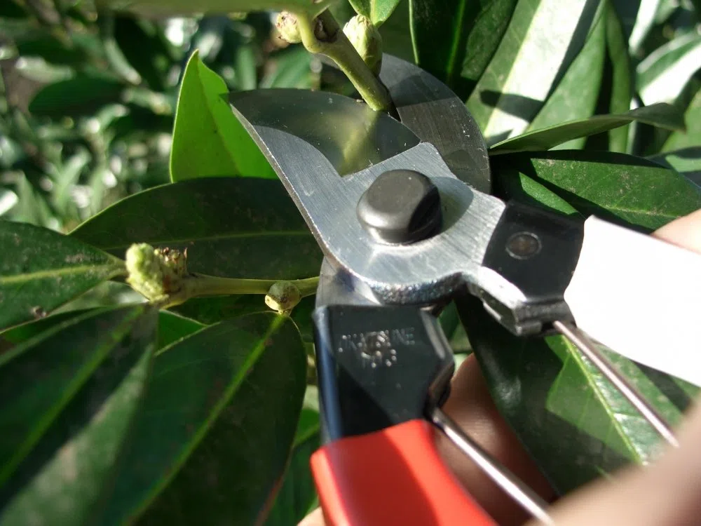 Okatsune 103 Bypass Secateurs