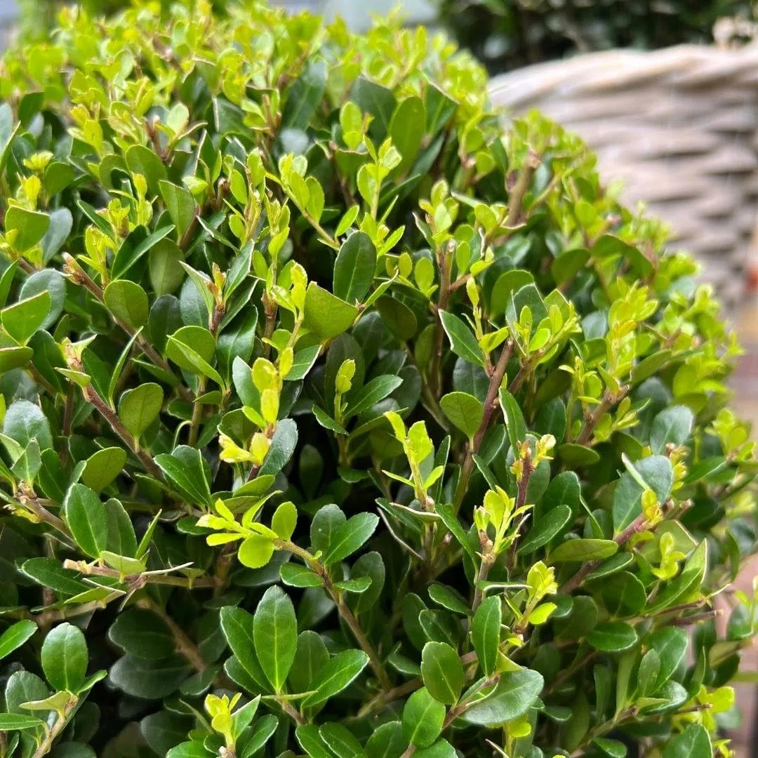Plants by Frank prawdziwa roślina holistyczna w kształcie kulistej | 2 x Ilex crenata "Jenny" żarówka w koszu wiklinowym, zestaw 2 sztuk, średnica 20 cm, zamiennik bukszpanu, Ilex | rośliny ogrodowe |