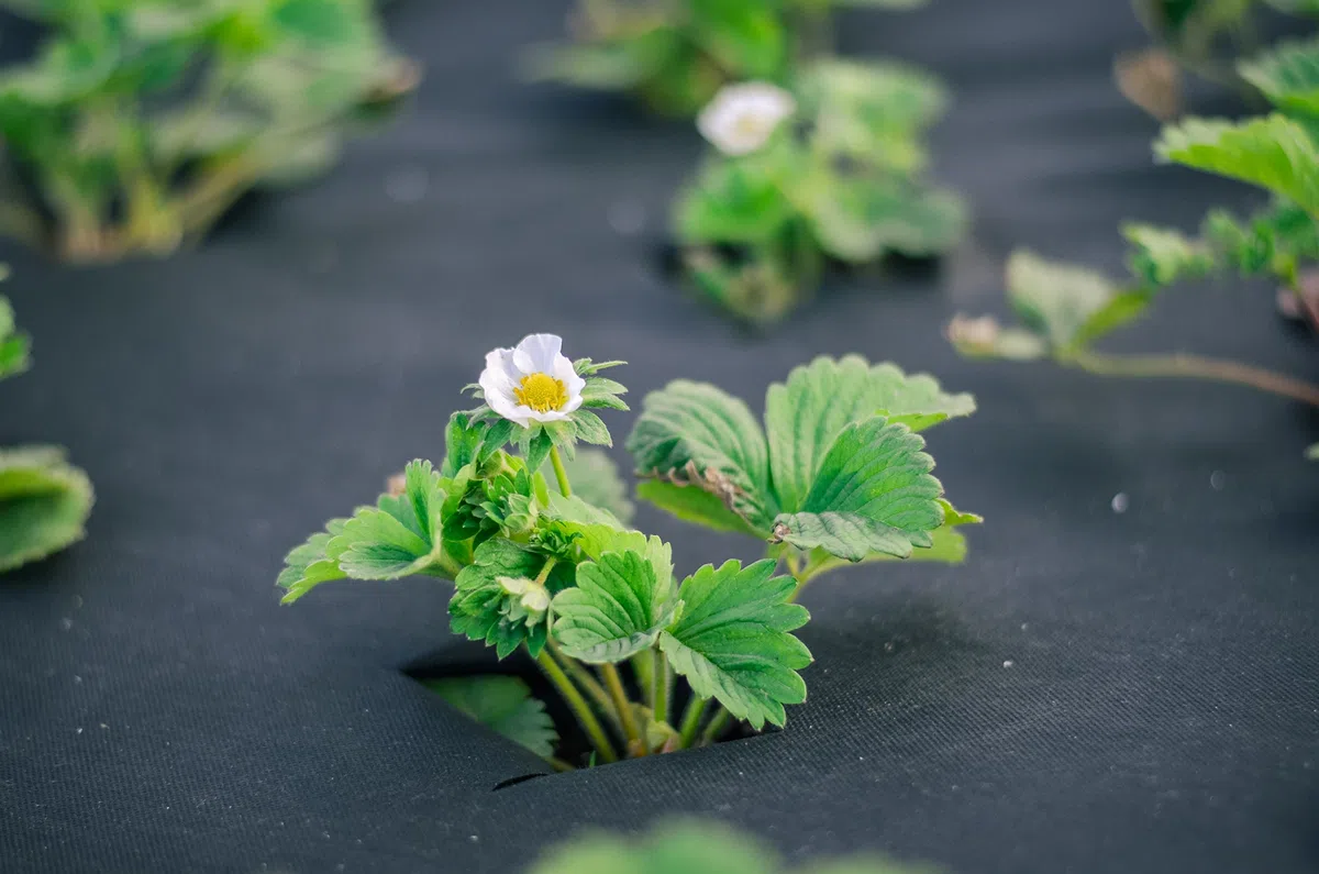 Aquagart Włóknina przeciw chwastom czarna PES – 150 g I folia ochronna do ogrodu i podwyższonej grządki I włóknina ogrodowa i blokada chwastów I przezroczysta folia do chwastów i wytrzymała włóknina ochronna długość 50 m – 1 m szerokości