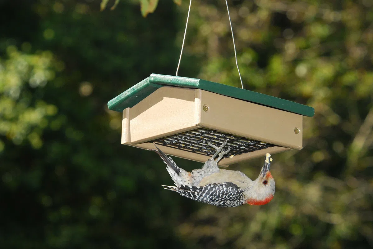 Songbird Essentials Mały Hunter Driftwood Upside Down Suet karmnik dla ptaków (SERUBSUDF100HD)