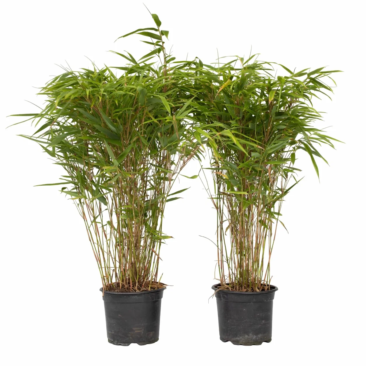 Plant in a Box - Fargesia nitida 'Gansu'- Fargezja lśniąca - Zestaw 2 sztuk - Ciemnofioletowy bambus - Mrozoodporny - Zimozielony - Doniczka 17cm - Wysokość 50-70cm