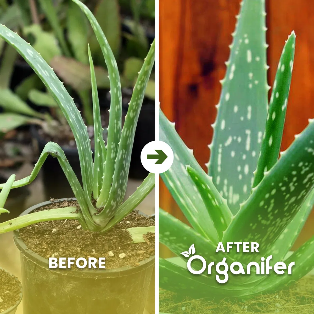 Aloe Vera Płynny Nawóz - 4x1L - NPK 2-1-8 | Nawóz Płynny Dla Silnych Liści I Zdrowych Sukulentów - Wspomaga Rozwój Korzeni I Witalność - Organifer