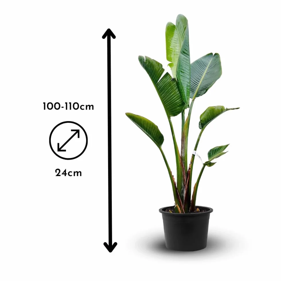 Attitude Jardin - Strelitzia augusta - alba - biały rajski ptak - roślina śródziemnomorska - 100-110 cm - ◕ 24 cm - roślina zewnętrzna