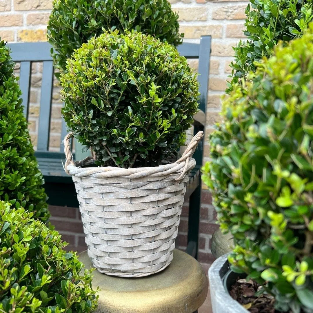 Plants by Frank prawdziwa roślina holistyczna w kształcie kulistej | 2 x Ilex crenata "Jenny" żarówka w koszu wiklinowym, zestaw 2 sztuk, średnica 20 cm, zamiennik bukszpanu, Ilex | rośliny ogrodowe |
