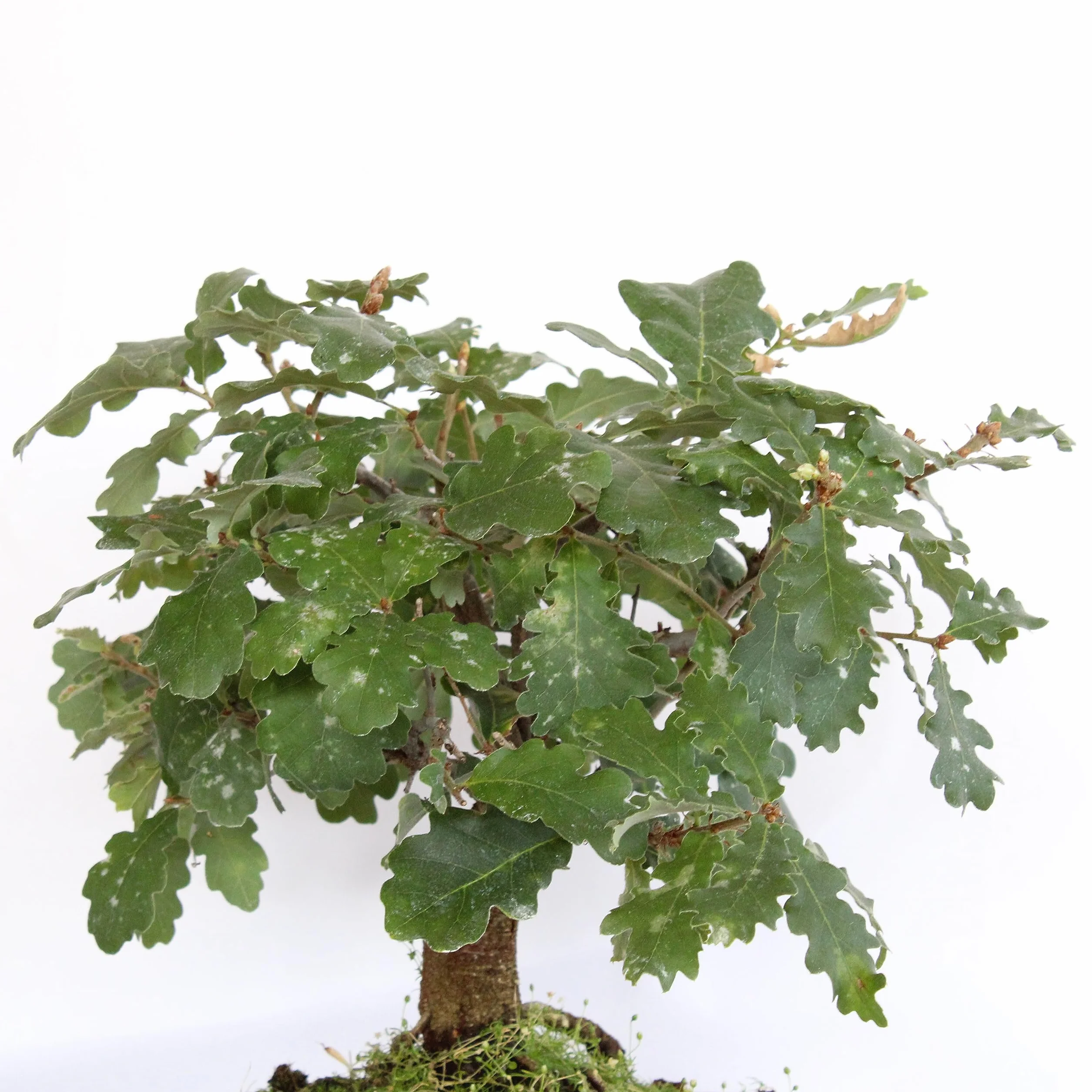 KENTIS Bonsai Quercus Pubescens Roślina Dekoracyjna H 25-35 cm Doniczka Ceramiczna Ø 21 cm