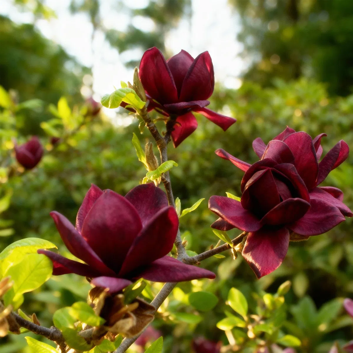 Magnolia Genie – 3 rośliny – 12 cm – wysokość ok. 30 cm – rzucająca liście magnolia z dużymi, fioletowymi kwiatami wiosennymi na grządki, balkon i taras – łatwa w pielęgnacji i dekoracyjna