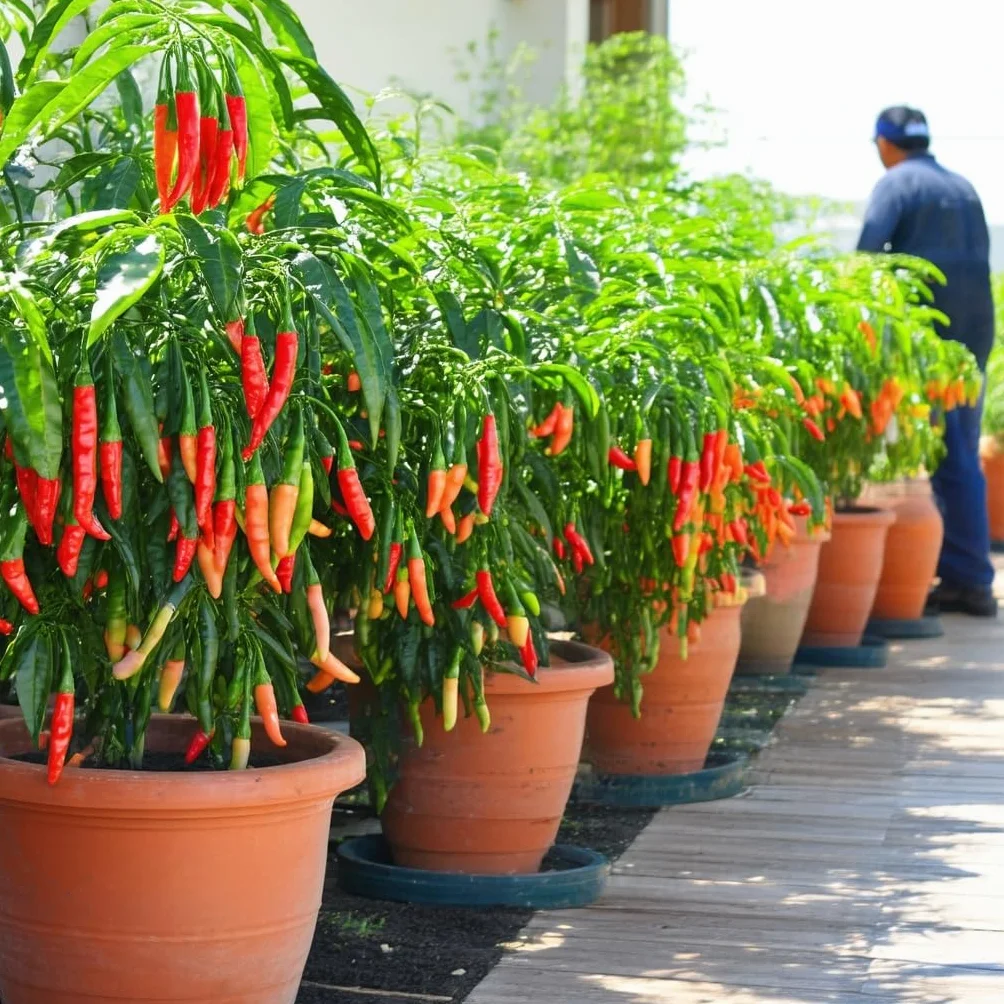 GREEN24 Nawóz chili Spezial Capsicum, do nawożenia chili (chili), papryki i pomidorów, płynny nawóz z profesjonalnej linii