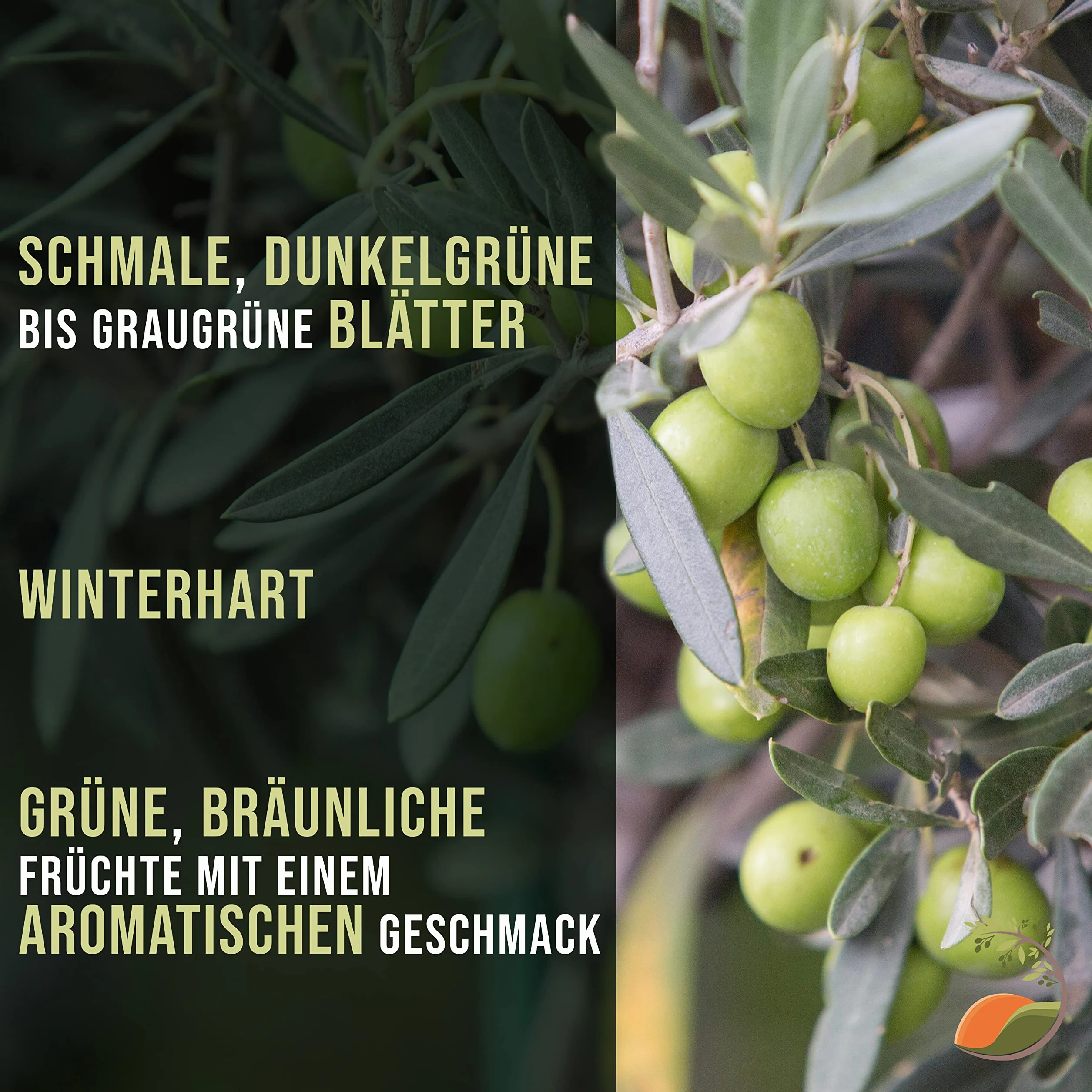 Olea Europaea wysoka łodyga oliwka prawdziwy krzew z jadalnymi oliwkami