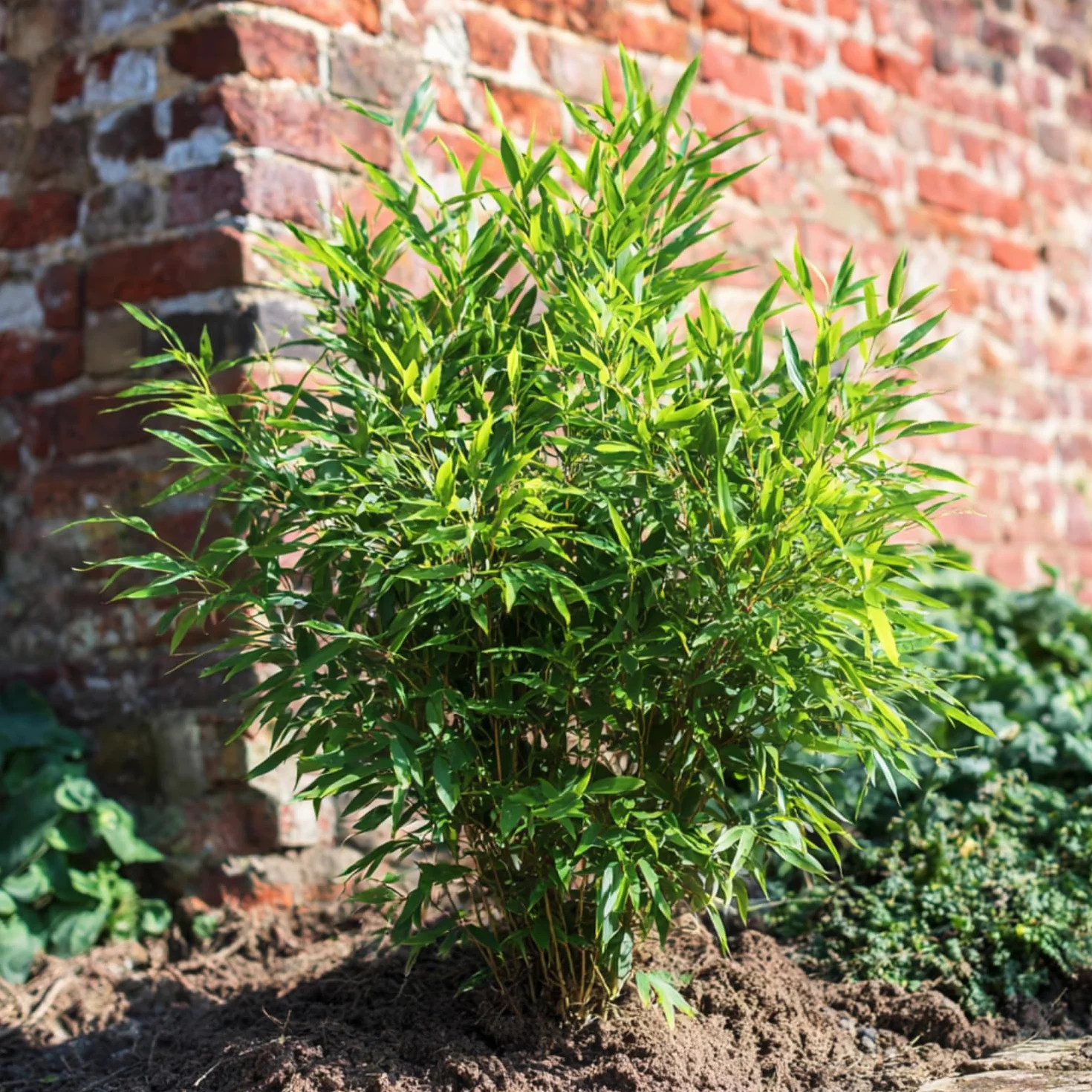 Plant in a Box - Fargesia nitida 'Gansu'- Fargezja lśniąca - Zestaw 2 sztuk - Ciemnofioletowy bambus - Mrozoodporny - Zimozielony - Doniczka 17cm - Wysokość 50-70cm