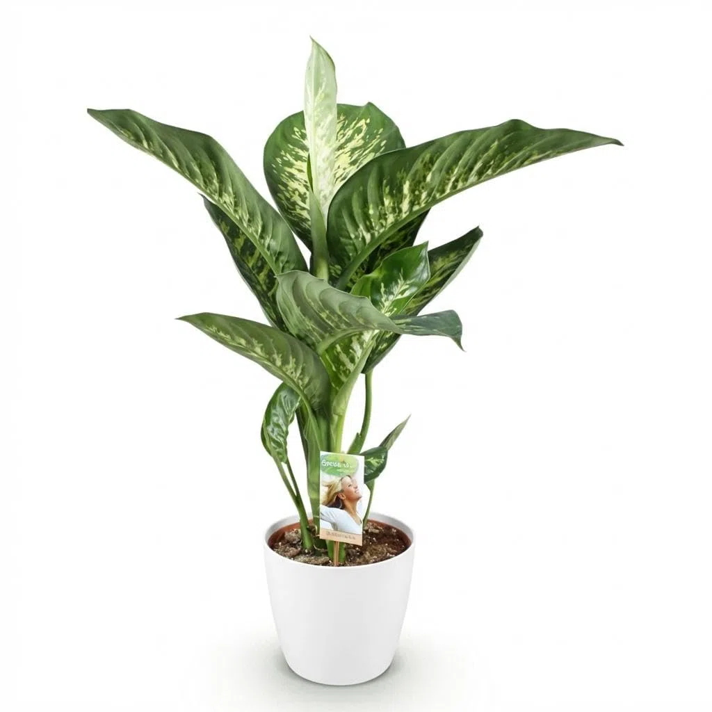 Dieffenbachia Tropic Snow roślina pokojowa z białą doniczką, Ø 21 cm, wysokość 90-100 cm, łatwa w pielęgnacji, duża zielona roślina z biało-zielonymi liśćmi, do salonu, biura, sypialni