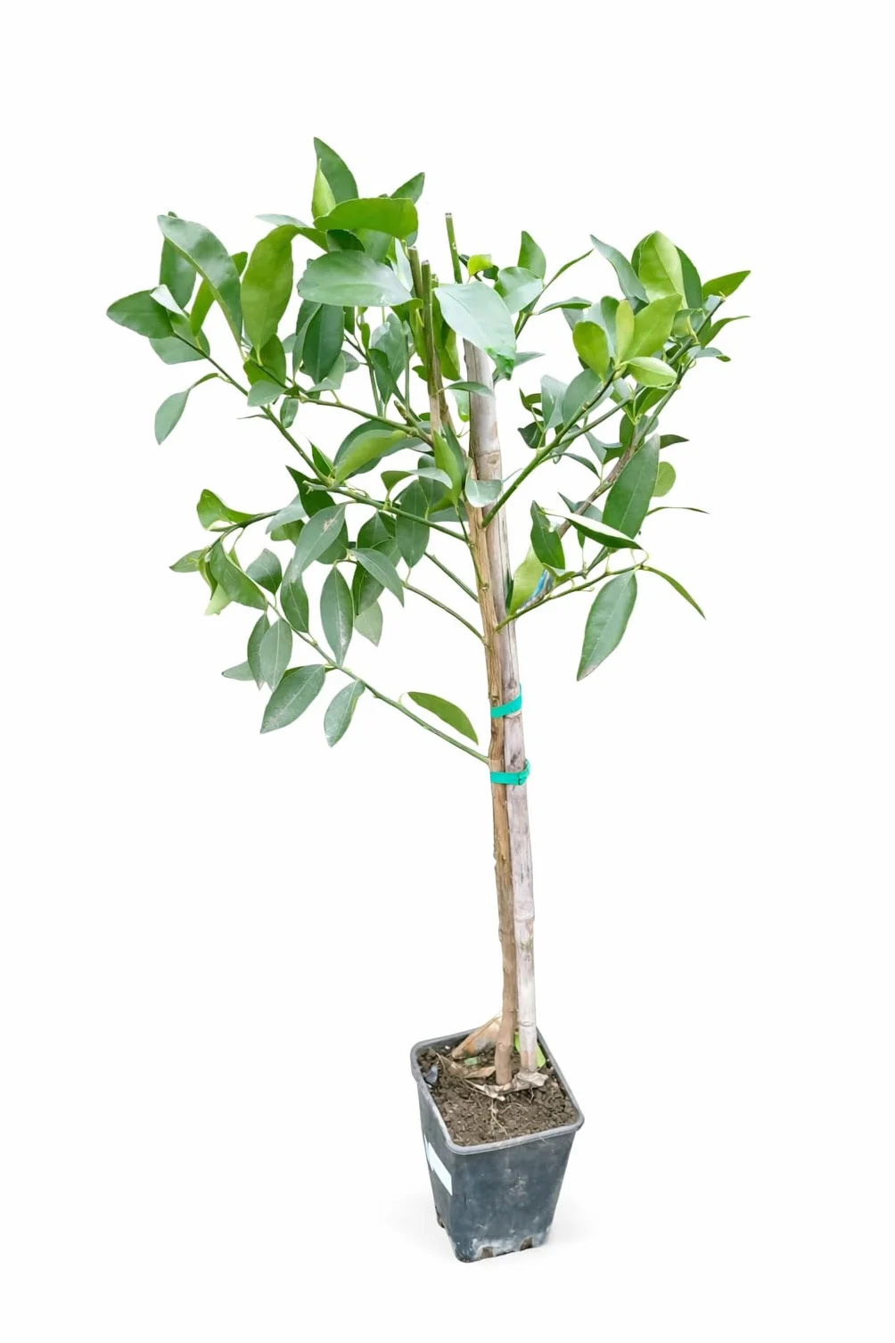 Citrus latifolia 120-140 – perska limonka (limetka tahiti), świeże, soczyste owoce do koktajli, gotowania i zdrowego odżywiania, wysoka zawartość witaminy C i wszechstronne zastosowanie