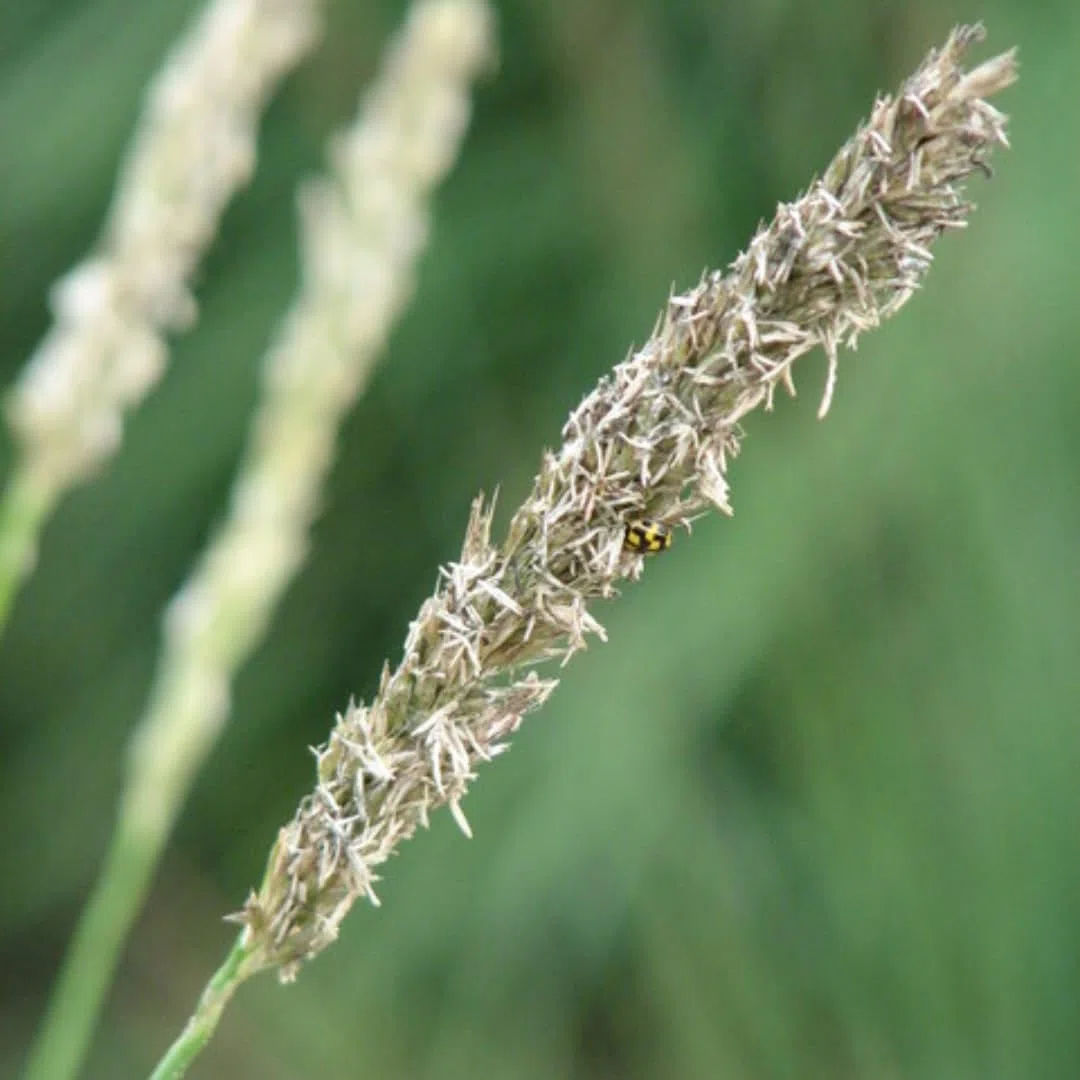 Sesleria autumnalis – 24 rośliny, Ø 9 cm, wysokość 10-25 cm, mrozoodporna trawa ozdobna, złotobrązowa jesienna kolorystyka, łatwa w pielęgnacji, do grządek, ogrodu skalnego i ogrodu naturalnego