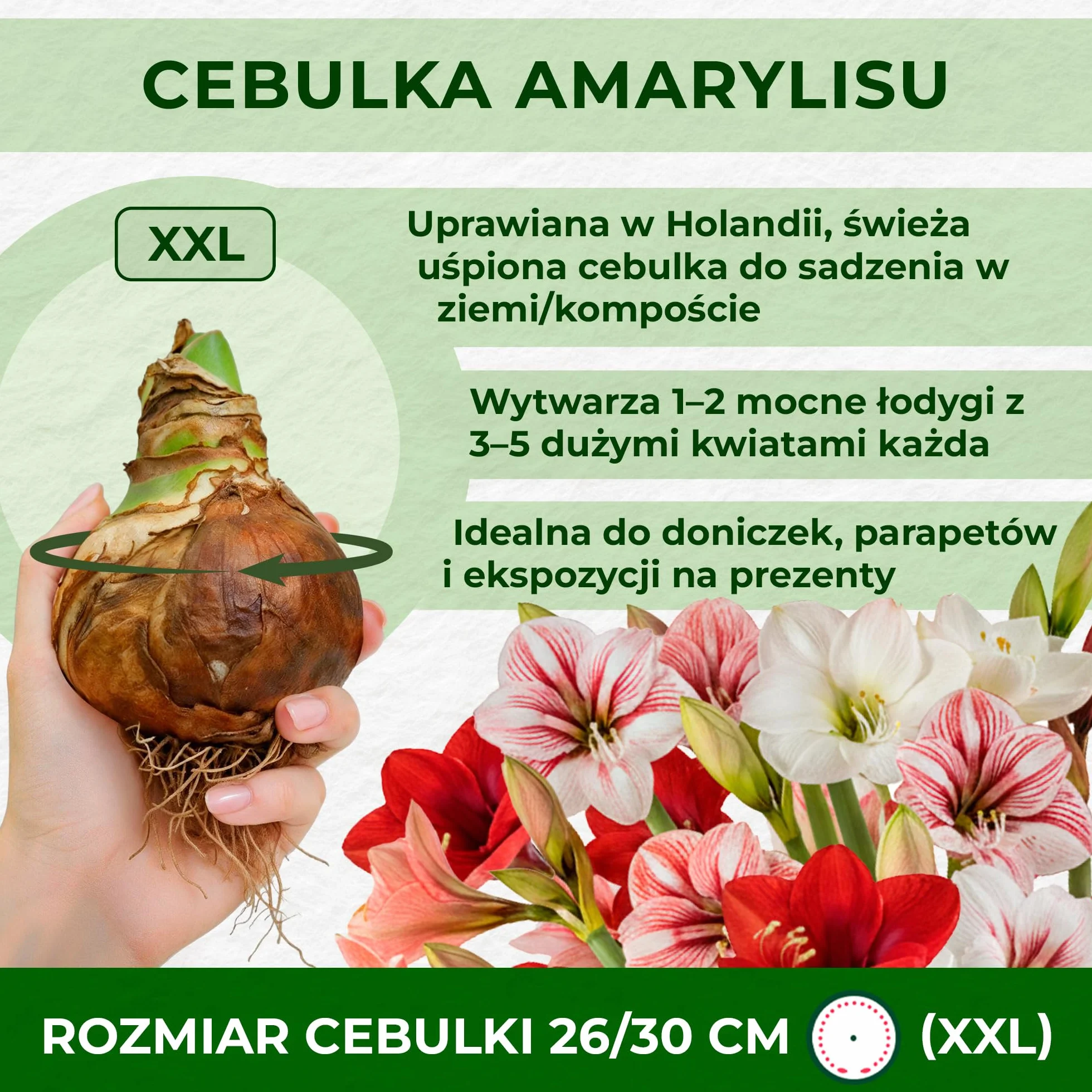 Amaryllis Papilio, 1 cebula w dużym formacie 20/22, ekskluzywne cebule kwiatowe, rośliny i kwiaty z Holandii, prawdziwe hippeastrum (bez nasion, nie w wosku i nie sztuczne)