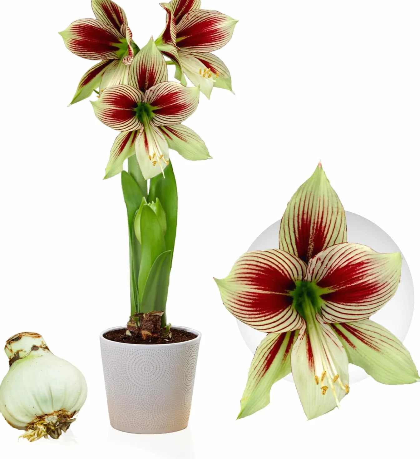 Amaryllis Papilio, 1 cebula w dużym formacie 20/22, ekskluzywne cebule kwiatowe, rośliny i kwiaty z Holandii, prawdziwe hippeastrum (bez nasion, nie w wosku i nie sztuczne)