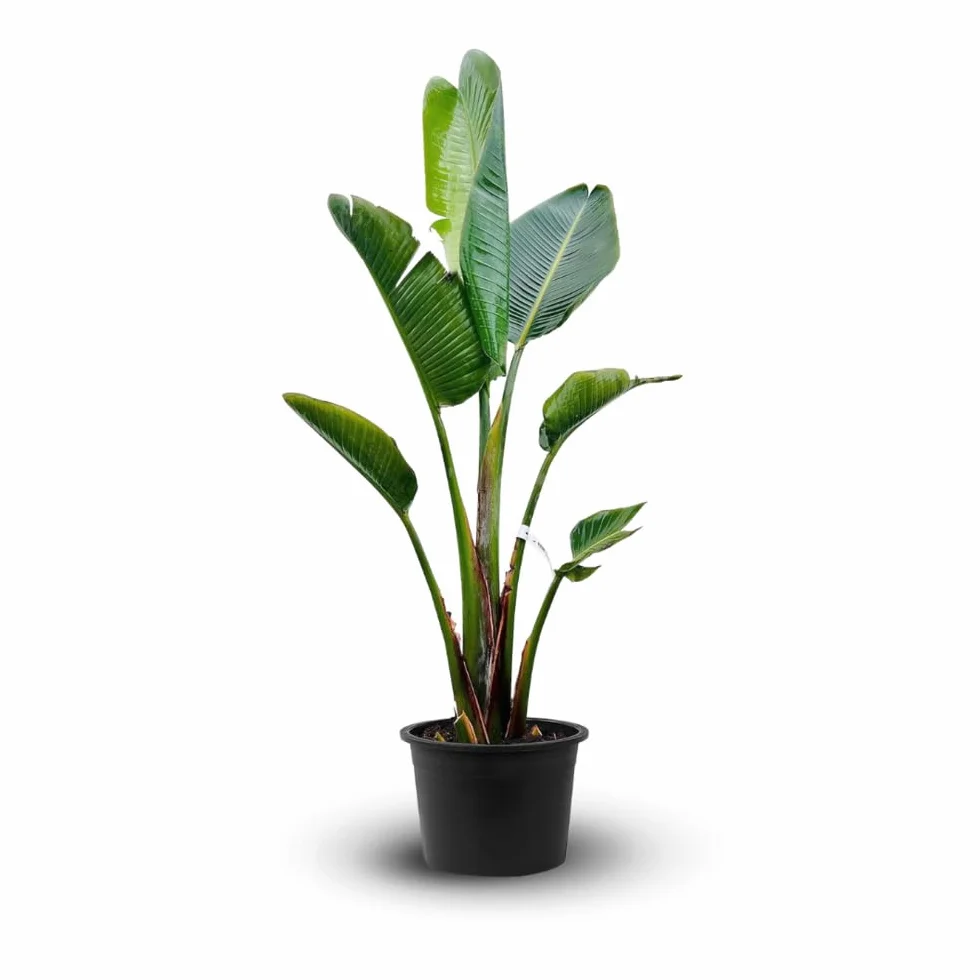 Attitude Jardin - Strelitzia augusta - alba - biały rajski ptak - roślina śródziemnomorska - 100-110 cm - ◕ 24 cm - roślina zewnętrzna