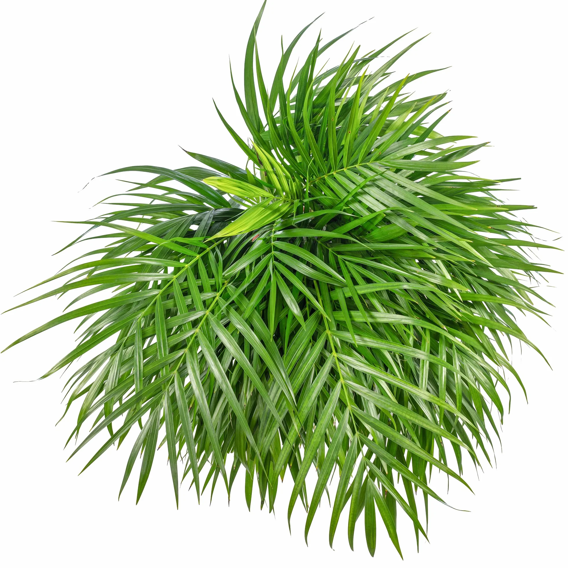 Palma Areka – łatwa w pielęgnacji roślina pokojowa, Areca Dypsis Lutescens, wysokość ok. 100 cm, średnica doniczki: 21 cm
