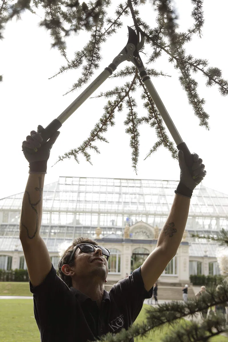 Spear & Jackson 8071KEW Podwójnie złożony sekator obejściowy z teleskopowym uchwytem z kolekcji Kew Gardens