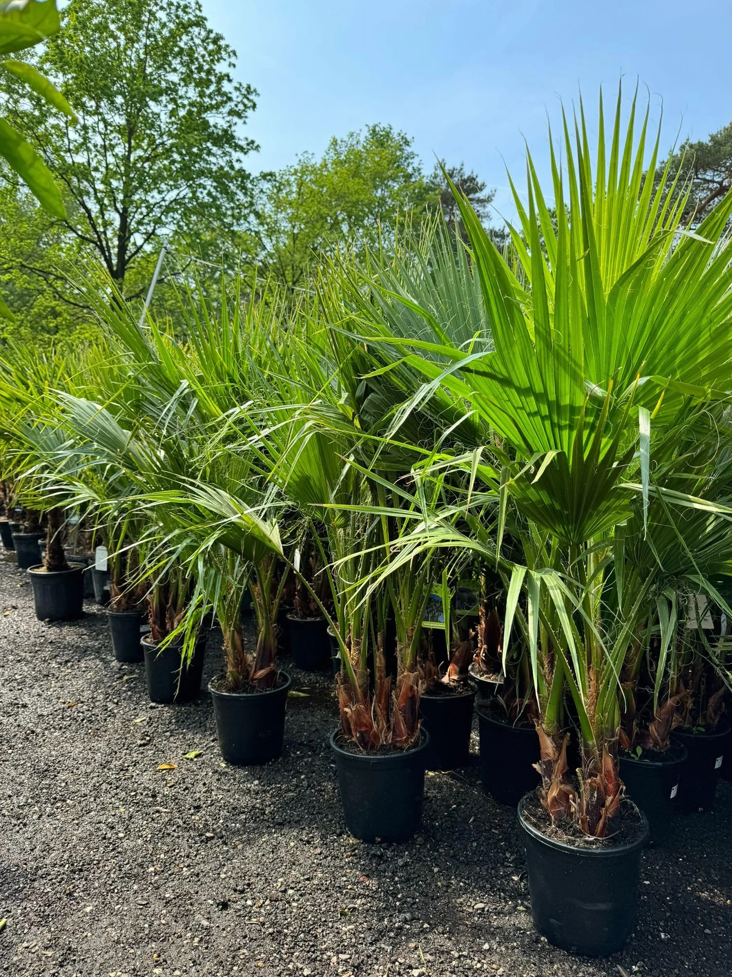 Sunny Tree - Palma - Washingtonia Robusta - multi-pień - 140-160 cm wraz z doniczką - meksykańska palma wachlarzowa
