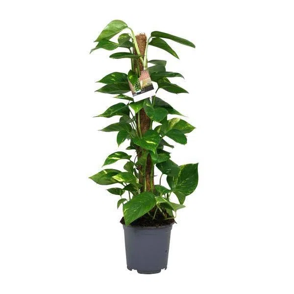 Efeutute Scindapsus Epipremnum – Ø 19 cm – 80 cm – łatwa w pielęgnacji roślina pnąca i oczyszczająca powietrze roślina pokojowa – duża zielona roślina do salonu, biura i ogrodu zimowego