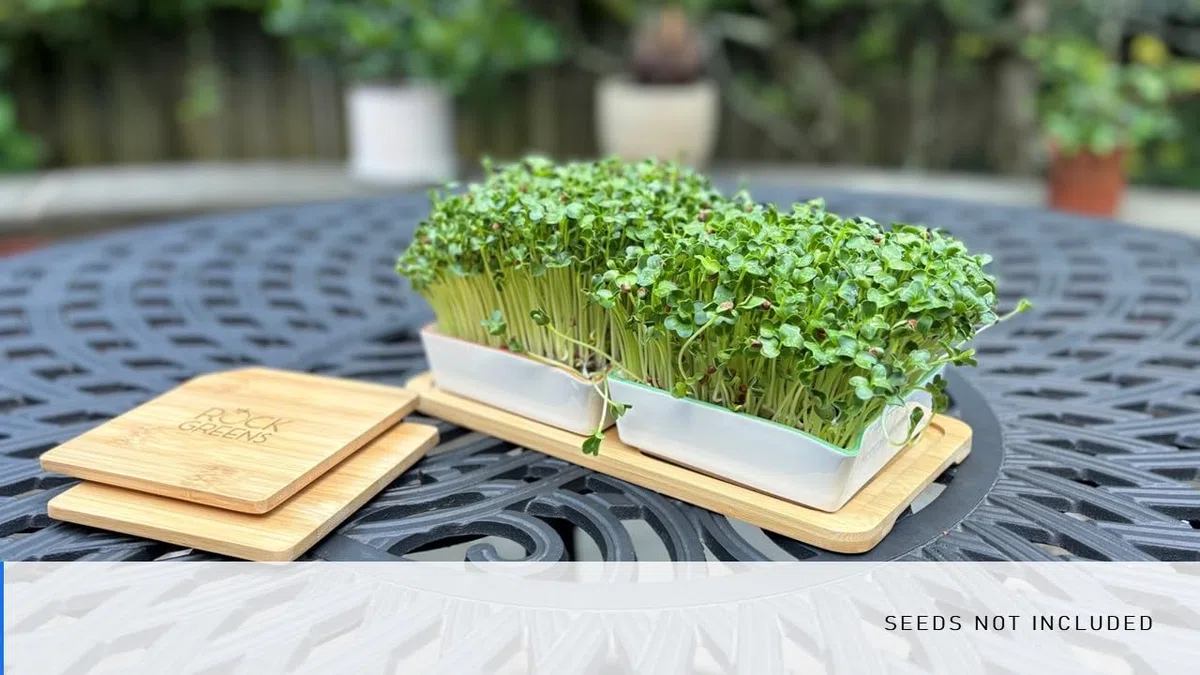 Zestaw do uprawy Microgreens. Łatwy w użyciu, samonawadniający. Zawiera dwie specjalnie zaprojektowane tace ceramiczne oznaczone kolorami z pasującymi pokrywkami, aby stworzyć optymalne przytulne