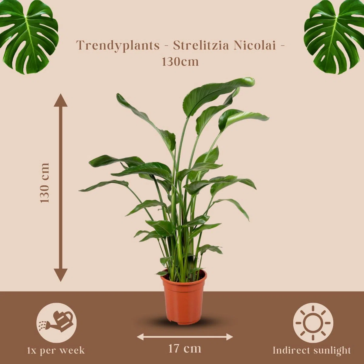 Trendyplants - Strelitzia Nicolai - Rajski ptak - Roślina pokojowa - Wysokość 110-130 cm - Wielkość doniczki Ø 17 cm