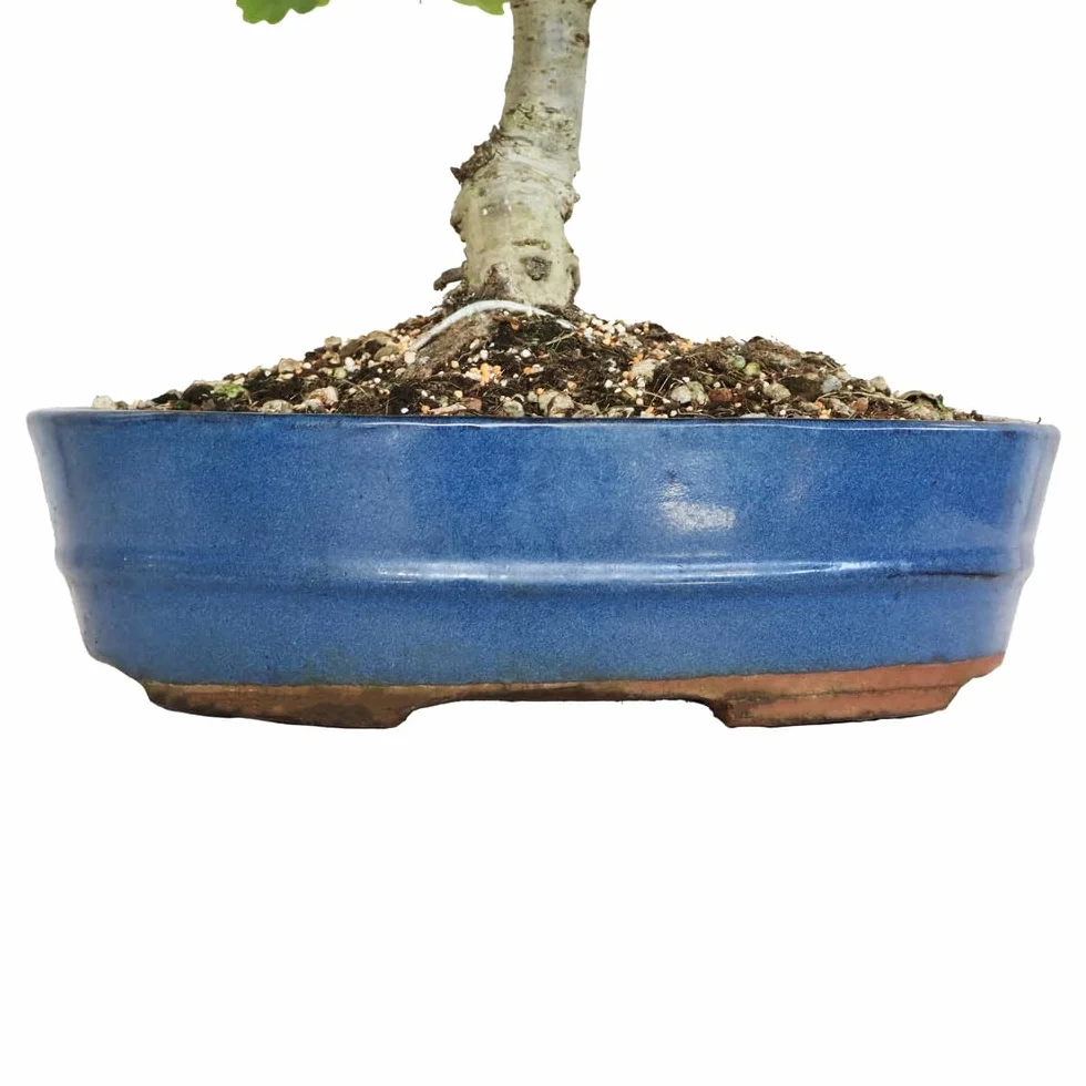Bonsai Quercus Pubescens Japoński Dąb Puchaty Roślina Zewnętrzna H 40-45 cm Doniczka Ø 26 cm